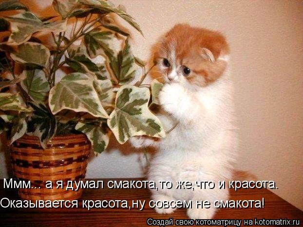 Ммм... а я думал смакота,то же,что и красота. Оказывается красота,ну совсем не смакота!... Котоматрица: Ммм... а я думал смакота,то же,что и красота. Оказывается красота,ну совсем не смакота!