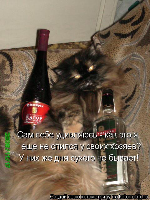 Сам себе удивляюсь - как это я еще не спился у своих хозяев? У них же дня сухого не бывает!... Котоматрица: Сам себе удивляюсь - как это я еще не спился у своих хозяев? У них же дня сухого не бывает!