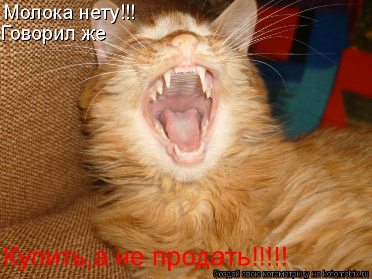 Молока нету!!! Говорил же Купить,а не продать!!!!!... Котоматрица: Молока нету!!! Говорил же Купить,а не продать!!!!!