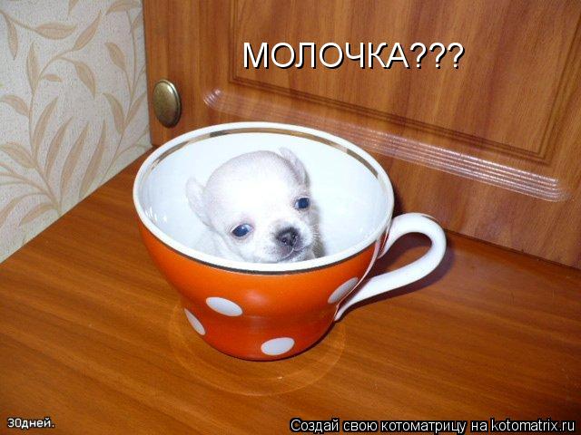 МОЛОЧКА???... Котоматрица: МОЛОЧКА???