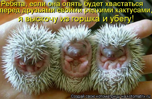 Ребята, если она опять будет хвастаться перед друзьями своими редкими кактусами, я выскочу из горшка ... Котоматрица: Ребята, если она опять будет хвастаться перед друзьями своими редкими кактусами, я выскочу из горшка и убегу!