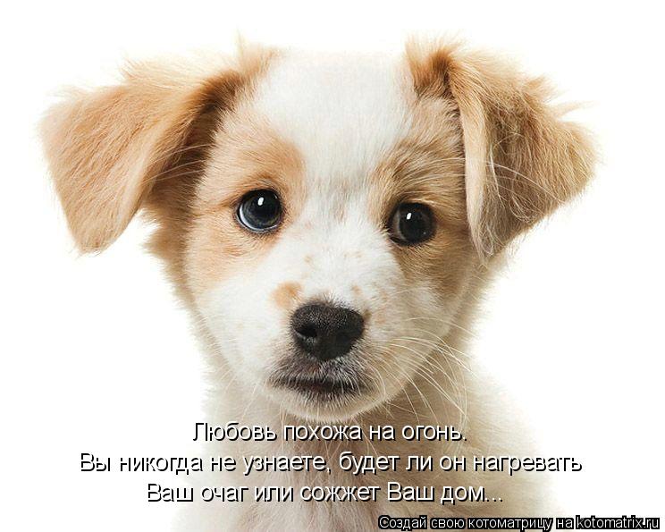 Любовь похожа на огонь. Вы никогда не узнаете, будет ли он нагревать Ваш очаг или сожжет Ваш дом..... Котоматрица: Любовь похожа на огонь. Вы никогда не узнаете, будет ли он нагревать Ваш очаг или сожжет Ваш дом...
