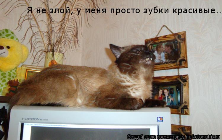 Я не злой, у меня просто зубки красивые..... Котоматрица: Я не злой, у меня просто зубки красивые..