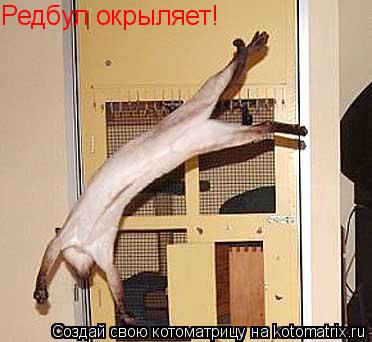 Редбул окрыляет!... Котоматрица: Редбул окрыляет!