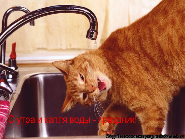С утра и капля воды - праздник!... Котоматрица: С утра и капля воды - праздник!