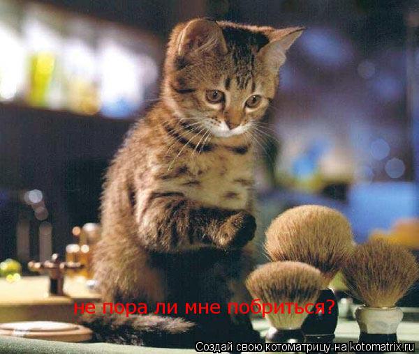 не пора ли мне побриться?... Котоматрица: не пора ли мне побриться?