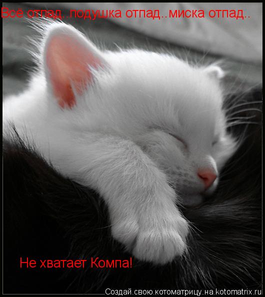 Всё отпад..подушка отпад..миска отпад.. Не хватает Компа!... Котоматрица: Всё отпад..подушка отпад..миска отпад.. Не хватает Компа!