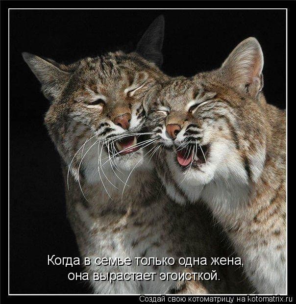 Когда в семье только одна жена, она вырастает эгоисткой.... Котоматрица: Когда в семье только одна жена, она вырастает эгоисткой.