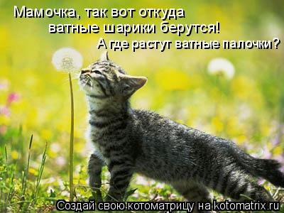 Мамочка, так вот откуда ватные шарики берутся! А где растут ватные палочки?... Котоматрица: Мамочка, так вот откуда ватные шарики берутся! А где растут ватные палочки?