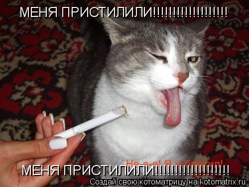 МЕНЯ ПРИСТИЛИЛИ!!!!!!!!!!!!!!!!!!! МЕНЯ ПРИСТИЛИЛИ!!!!!!!!!!!!!!!!!!!... Котоматрица: МЕНЯ ПРИСТИЛИЛИ!!!!!!!!!!!!!!!!!!! МЕНЯ ПРИСТИЛИЛИ!!!!!!!!!!!!!!!!!!!