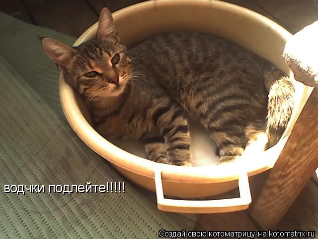 водчки подлейте!!!!!... Котоматрица: водчки подлейте!!!!!