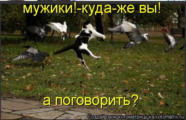мужики!-куда-же вы! а поговорить?... Котоматрица: мужики!-куда-же вы! а поговорить?
