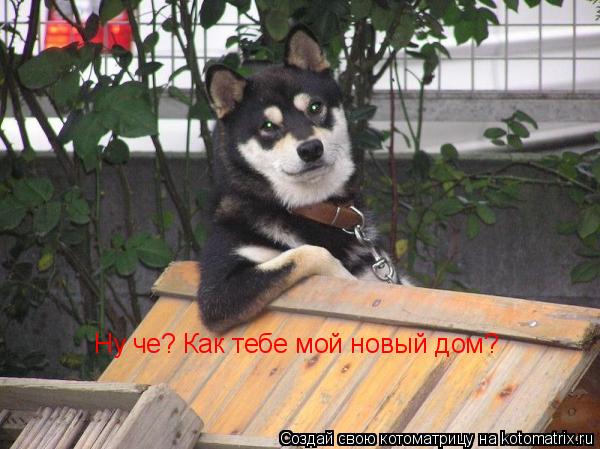 Ну че? Как тебе мой новый дом?... Котоматрица: Ну че? Как тебе мой новый дом?