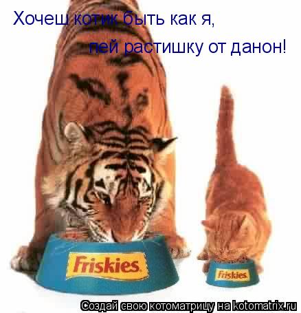 Хочеш котик быть как я, пей растишку от данон!... Котоматрица: Хочеш котик быть как я, пей растишку от данон!
