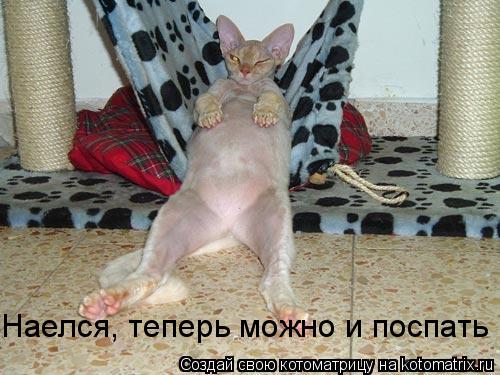 Наелся, теперь можно и поспать... Котоматрица: Наелся, теперь можно и поспать