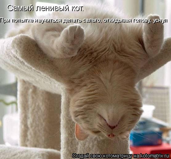 Самый ленивый кот. При попытке научиться делать сальто, откидывая голову, уснул... Котоматрица: Самый ленивый кот. При попытке научиться делать сальто, откидывая голову, уснул