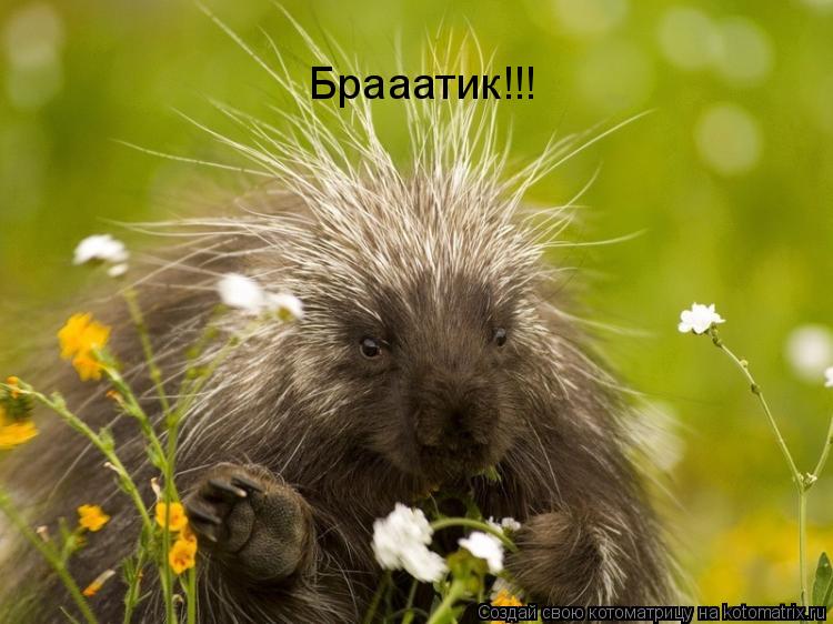 Брааатик!!!... Котоматрица: Брааатик!!!