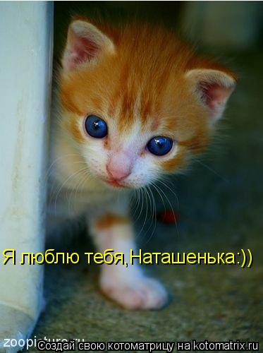 Я люблю тебя,Наташенька:))... Котоматрица: Я люблю тебя,Наташенька:))