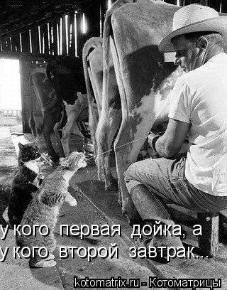 у кого второй завтрак... у кого первая дойка, а... Котоматрица: у кого второй завтрак... у кого первая дойка, а