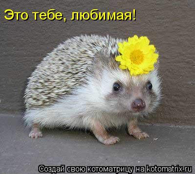 Это тебе, любимая!... Котоматрица: Это тебе, любимая!