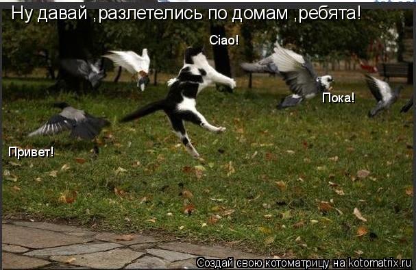 Ну давай ,разлетелись по домам ,ребята! Пока! Привет! Ciao!... Котоматрица: Ну давай ,разлетелись по домам ,ребята! Пока! Привет! Ciao!