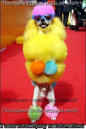 Последнее слово моды за мной! Последнее слово моды за мной! Последнее слово моды за мной!... Котоматрица: Последнее слово моды за мной! Последнее слово моды за мной! Последнее слово моды за мной!