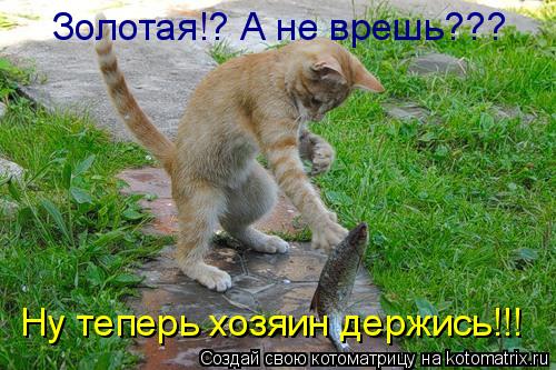 Золотая!? А не врешь??? Ну теперь хозяин держись!!!... Котоматрица: Золотая!? А не врешь??? Ну теперь хозяин держись!!!