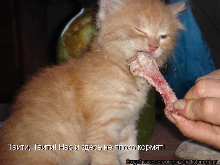 Таити, Таити! Нас и здесь не плохо кормят!... Котоматрица: Таити, Таити! Нас и здесь не плохо кормят!