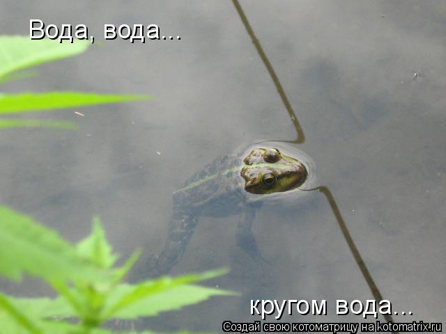 Вода, вода... кругом вода...... Котоматрица: Вода, вода... кругом вода...