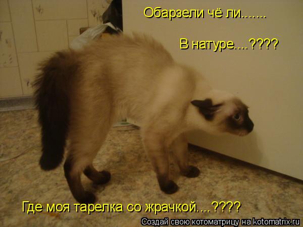 Обарзели чё ли....... В натуре....???? Где моя тарелка со жрачкой....????... Котоматрица: Обарзели чё ли....... В натуре....???? Где моя тарелка со жрачкой....????