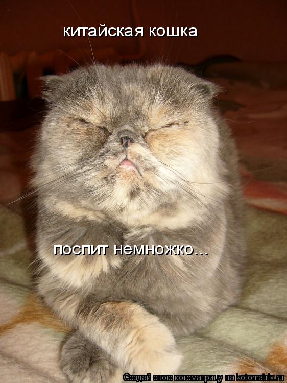 китайская кошка поспит немножко...... Котоматрица: китайская кошка поспит немножко...