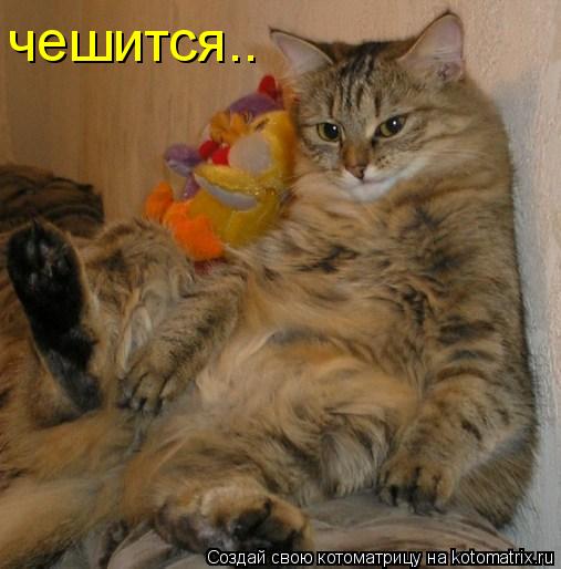 чешится..... Котоматрица: чешится..