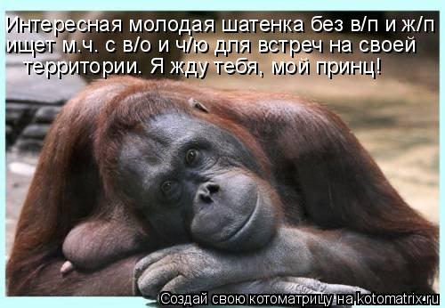 ищет м.ч. с в/о и ч/ю для встреч на своей территории. Я жду тебя, мой принц! Интересная молодая шатен... Котоматрица: ищет м.ч. с в/о и ч/ю для встреч на своей территории. Я жду тебя, мой принц! Интересная молодая шатенка без в/п и ж/п