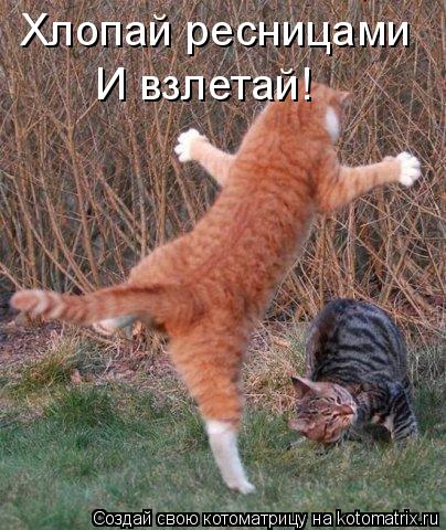 Хлопай ресницами И взлетай!... Котоматрица: Хлопай ресницами И взлетай!