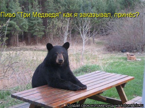 Котоматрица: Пиво "Три Медведя" как я заказывал, принёс?