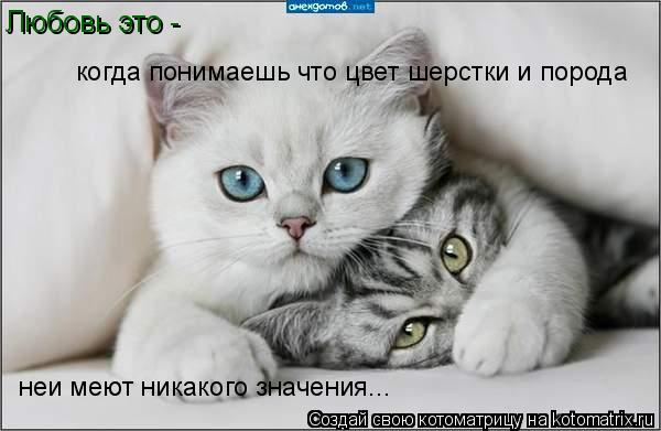 Любовь это - когда понимаешь что цвет шерстки и порода неи меют никакого значения...... Котоматрица: Любовь это - когда понимаешь что цвет шерстки и порода неи меют никакого значения...