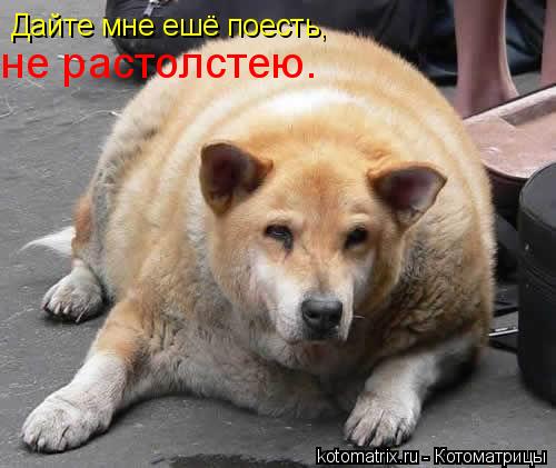 Дайте мне ешё поесть, не растолстею.... Котоматрица: Дайте мне ешё поесть, не растолстею.