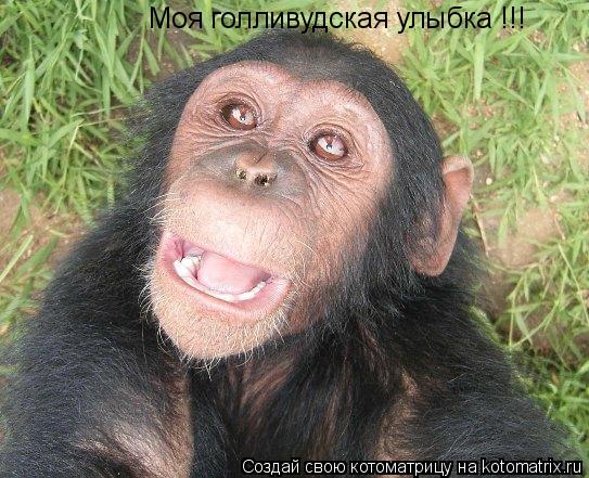 Моя голливудская улыбка !!!... Котоматрица: Моя голливудская улыбка !!!