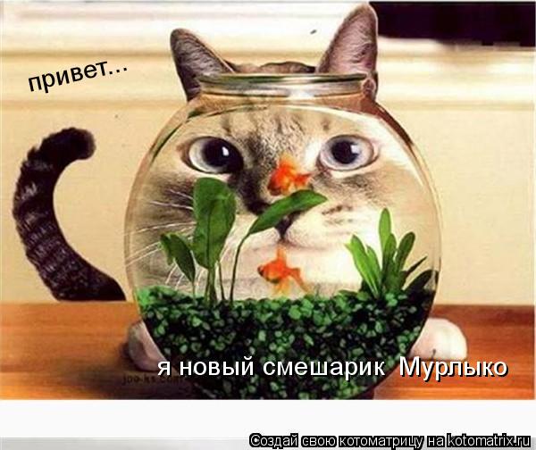 привет... я новый смешарик Мурлыко... Котоматрица: привет... я новый смешарик Мурлыко