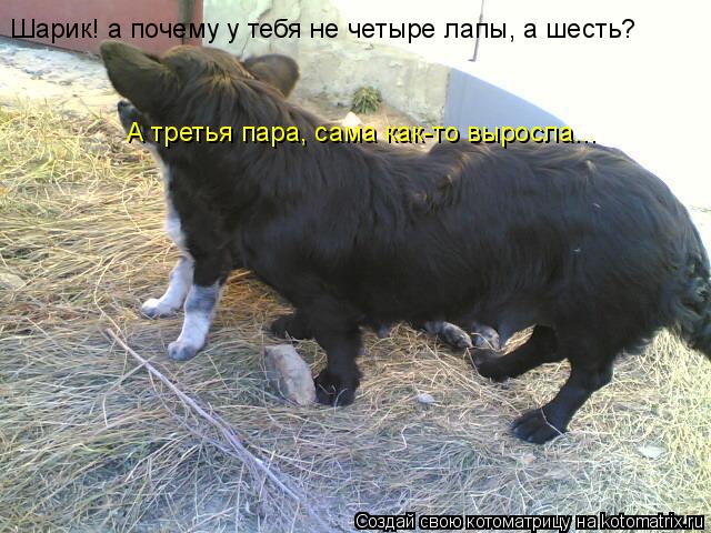 Шарик! а почему у тебя не четыре лапы, а шесть? А третья пара, сама как-то выросла...... Котоматрица: Шарик! а почему у тебя не четыре лапы, а шесть? А третья пара, сама как-то выросла...
