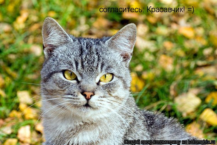 согласитесь: Красавчик! =)... Котоматрица: согласитесь: Красавчик! =)