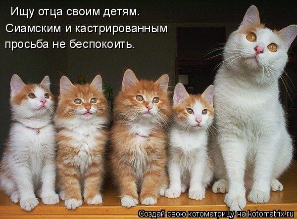 Ищу отца своим детям. Сиамским и кастрированным просьба не беспокоить.... Котоматрица: Ищу отца своим детям. Сиамским и кастрированным просьба не беспокоить.