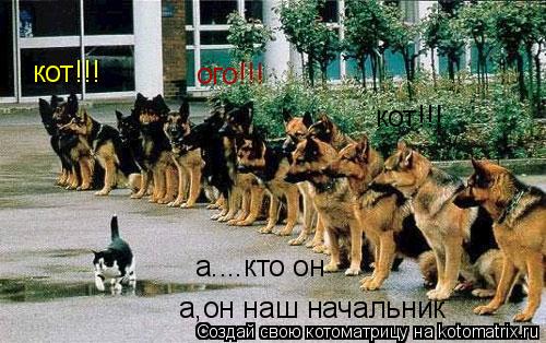 кот!!! кот!!! ого!!! а....кто он а,он наш начальник... Котоматрица: кот!!! кот!!! ого!!! а....кто он а,он наш начальник