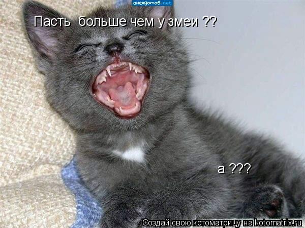 Котоматрица: Пасть  больше чем у змеи ?? а ???