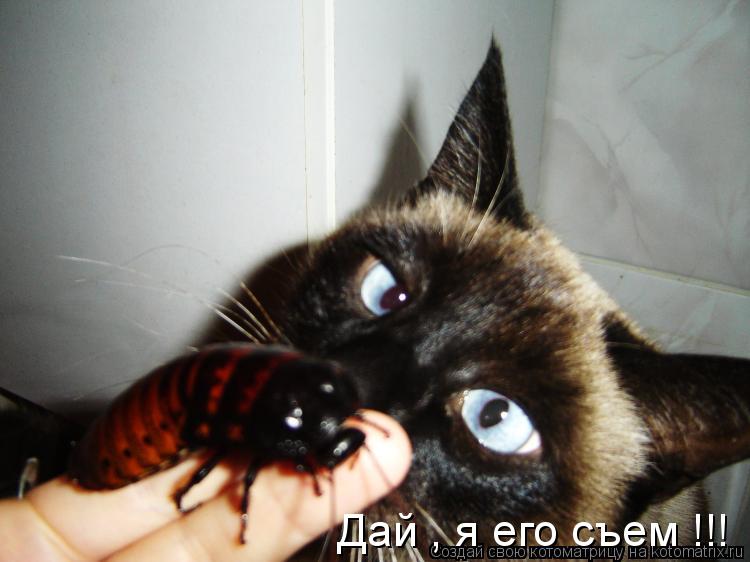 Дай , я его съем !!!... Котоматрица: Дай , я его съем !!!