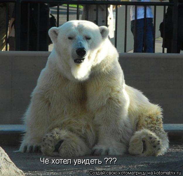 Чё хотел увидеть ???... Котоматрица: Чё хотел увидеть ???