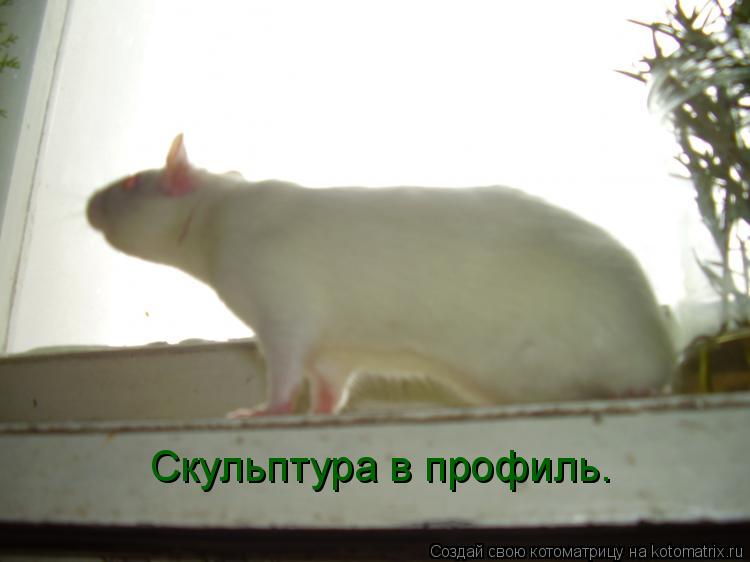 Скульптура в профиль.... Котоматрица: Скульптура в профиль.