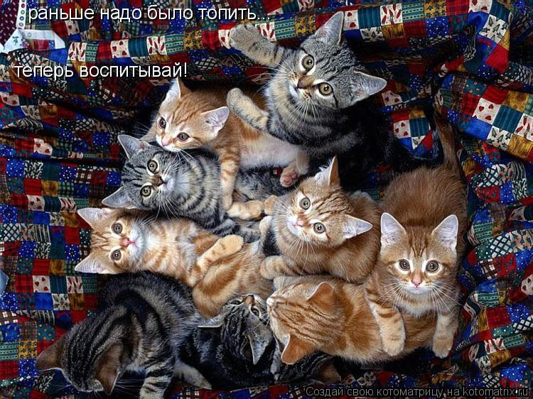 раньше надо было топить... теперь воспитывай!... Котоматрица: раньше надо было топить... теперь воспитывай!