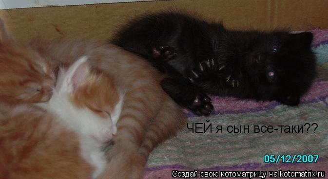 ЧЕЙ я сын все-таки??... Котоматрица: ЧЕЙ я сын все-таки??