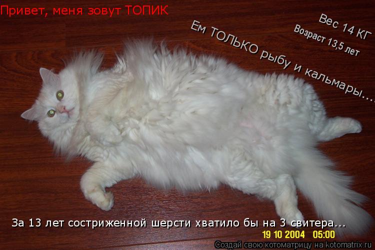 Вес 14 КГ Возраст 13,5 лет За 13 лет состриженной шерсти хватило бы на 3 свитера... Привет, меня зову... Котоматрица: Вес 14 КГ Возраст 13,5 лет За 13 лет состриженной шерсти хватило бы на 3 свитера... Привет, меня зовут ТОПИК Ем ТОЛЬКО рыбу и кальмары.....